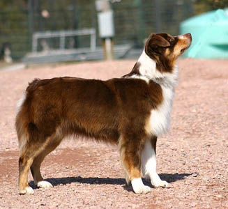 Miniature American Shepherd: NAMASCUSA and IABCA Champion Chandrea's Bluegrass Jamboree of Heartland