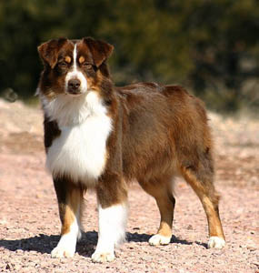 Miniature American Shepherd: NAMASCUSA and IABCA Champion Chandrea's Bluegrass Jamboree of Heartland