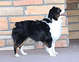 Miniature American Shepherd: Mayes MercyMe Turbo Jett